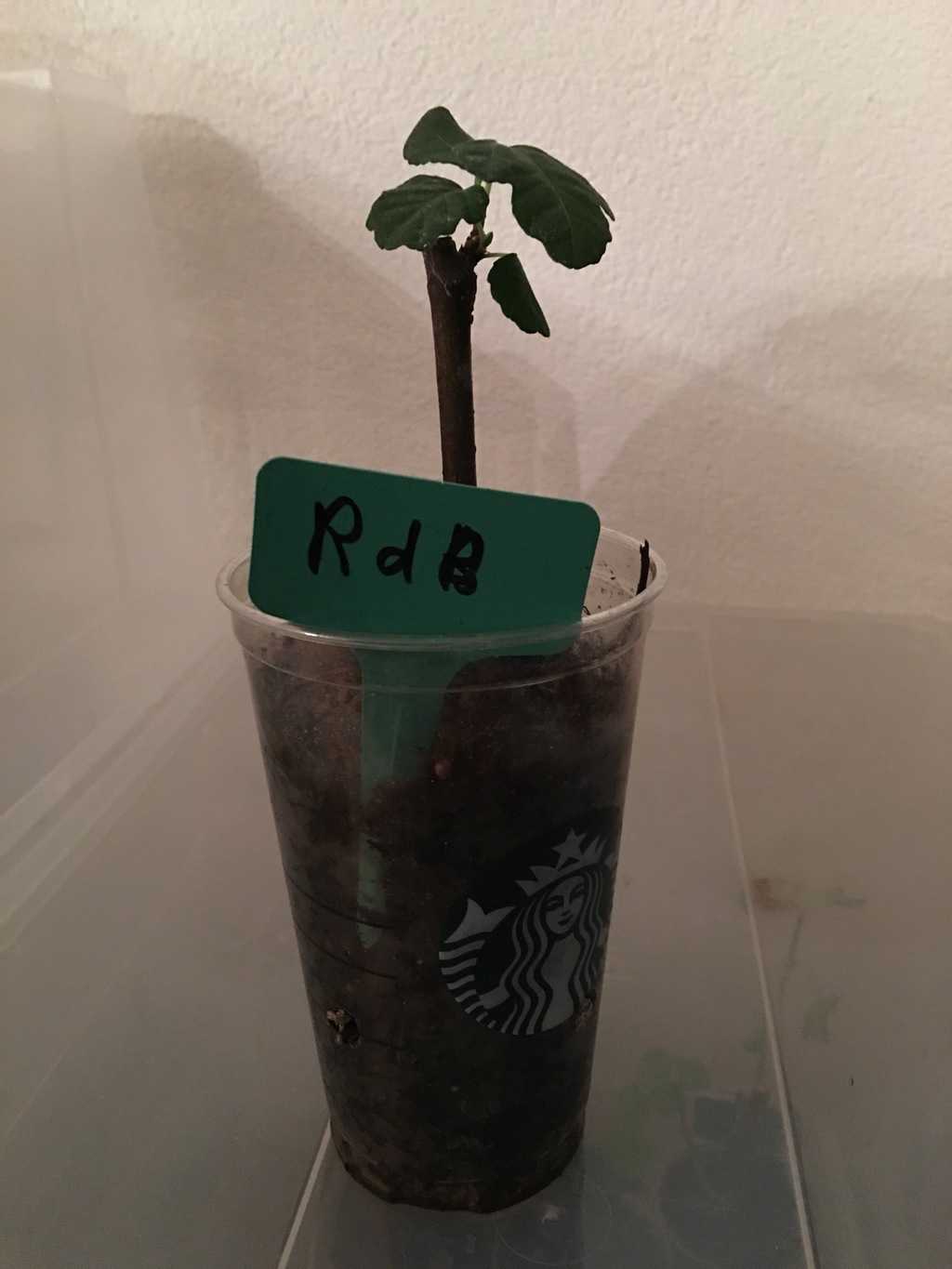 Wettbewerb Feigenbaum!