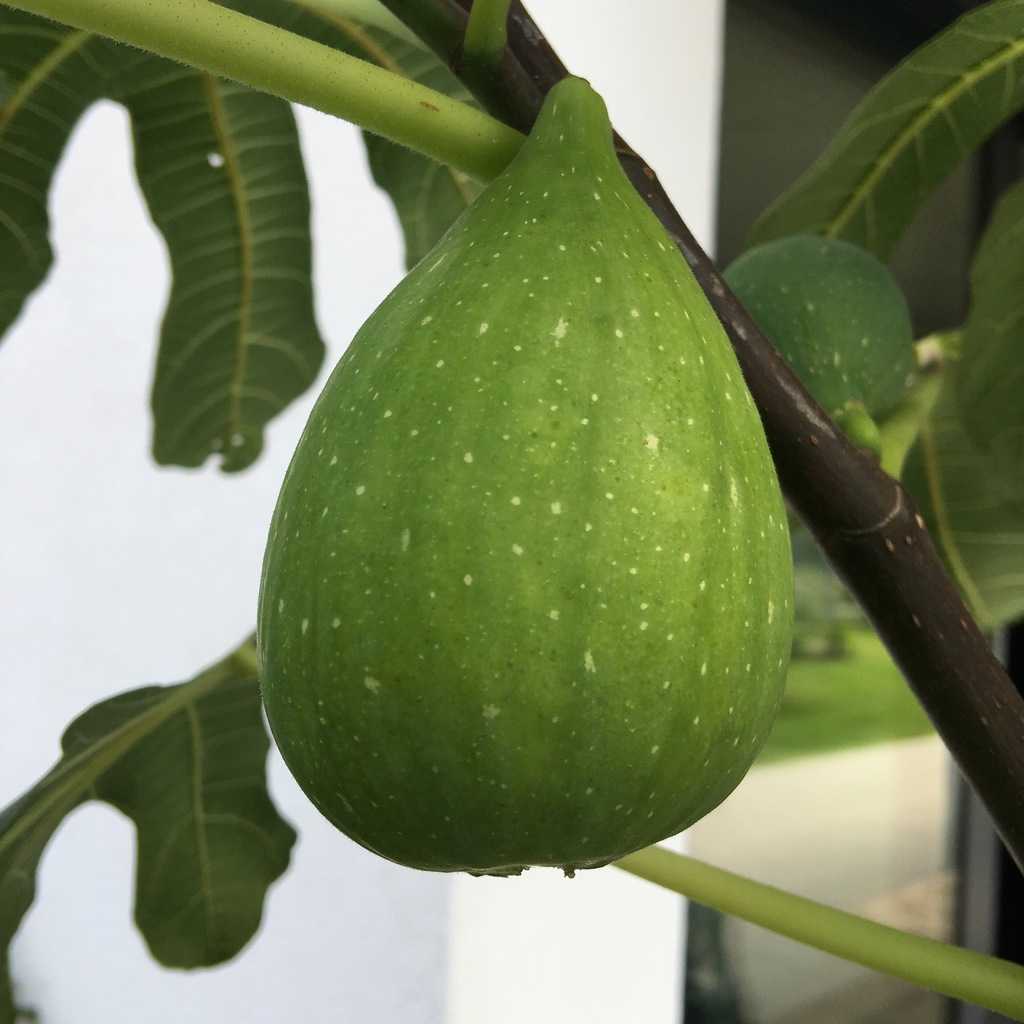 Un Grande Illusione di Fico!