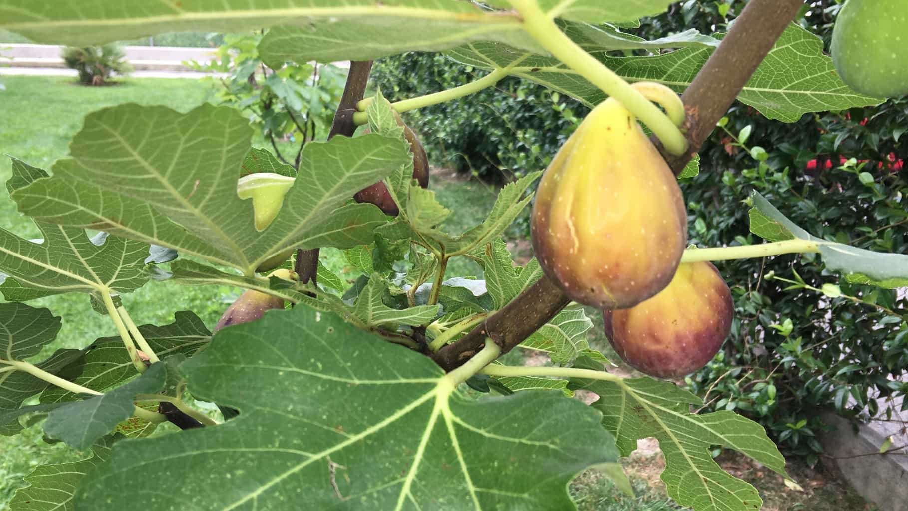 Trick! Mehr Feigen ernten…